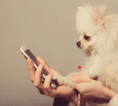 スマホを見つめる犬